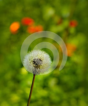 lonely dandelion photographed close-up