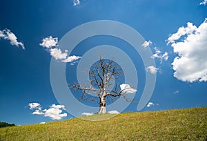 Lonely dead dry tree