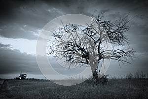 Solitario muerto un árbol 