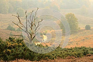 A lonely dead tree in autumn