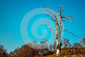 A lonely dead tree in an autumn landscape