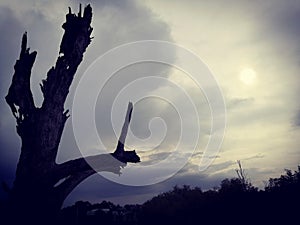 Lonely dead tree and Cloudy Sky. Art nature.