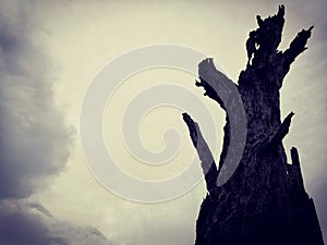 Lonely dead tree and Cloudy Sky. Art nature.