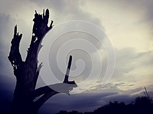 Lonely dead tree and Cloudy Sky. Art nature.