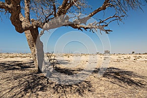 Lonely dead tree in the desert