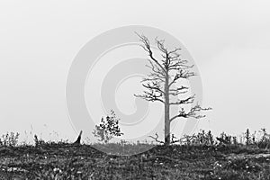 Solitario muerto un árbol 