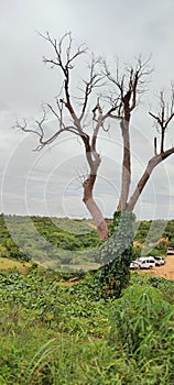 Lonely Dead Tree in The Middle of Nowhere