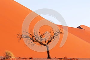 Lonely dead tree in the Namib desert