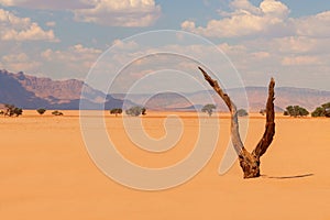 Lonely dead tree in the Namib desert