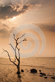 A lonely dead tree stand by the sea, dramatic storm dark cloudy sky over sea. Abandoned dead tree in storm sea. Boiling, climate