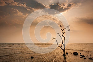 A lonely dead tree stand by the sea, dramatic storm dark cloudy sky over sea. Abandoned dead tree in storm sea. Boiling, climate