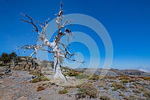 Lonely dead tree, white, in an arid and mountainous landscape of Andalusia in Spain, during a hot sunny day