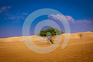 Lonely desert tree is surviving the arid climate