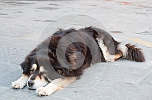 Lonely dog at the street