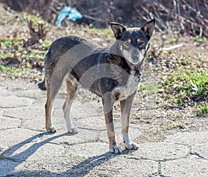 Lonely dog