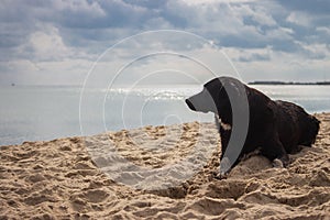 Lonely dog on the beach. Seascape with dramatic sky and sitting dog. Pet concept. Domestic animals concept. Cute puppy on coast.