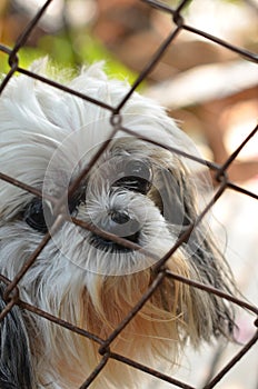 Lonely dog in cage