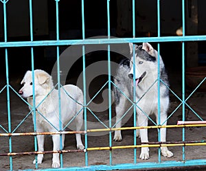 Lonely dog in cage