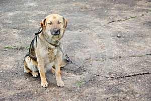 Lonely dog on chain. Tied dog is bored. Copy spase for text_