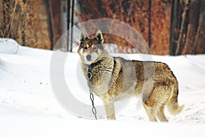 Lonely dog in a collar on a chain in the winter frost. Pets in captivity