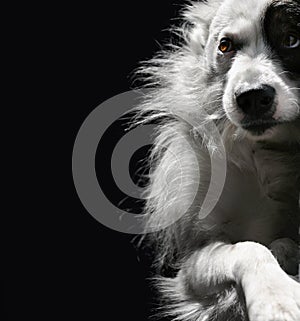Lonely dog on a dark background