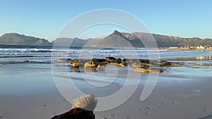 Lonely dog on the empty beach