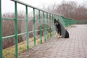Lonely dog at the fence photo