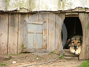 Solitario el perro en su casa de perro 