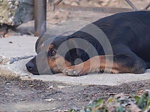 The lonely dog lay down on the ground close up