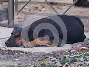 Lonely dog lay down and looking at the camera