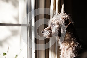 Lonely Dog Looking Out Window photo