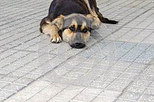 Lonely dog looking sad