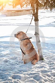 Lonely dog with red hair tied to tree leash waiting for owner in winter sunny day