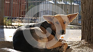 Lonely dog resting outdoors