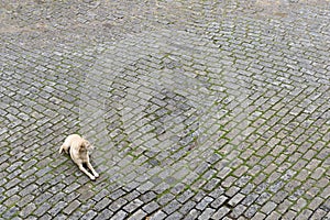 Lonely dog resting on pavement. photo