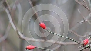 Lonely dog-rose fluttered in the wind