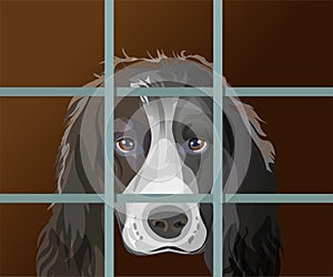 Lonely dog with sad eyes behind bars