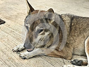 A lonely dog is sitting on the floor.