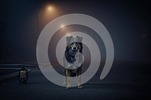 Lonely dog standing on dimly lit street at night