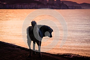 Lonely Dog On Sunset Seaside