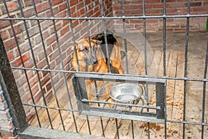 Lonely dog in tha crate