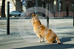 A lonely dog is waiting for his master. Street dog. Red-haired thoroughbred dog. Abandoned pet.