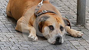 A lonely dog is waiting for its owner. Large dog sits on a leash in the street, passing by the feet of a crowd of people