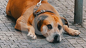 A lonely dog is waiting for its owner. Large dog sits on a leash in the street, passing by the feet of a crowd of people