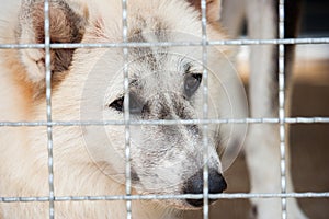 Lonely dog was trapped in cage and waiting for rescued from huma