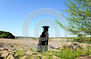 Lonely dog â€‹â€‹on the coast