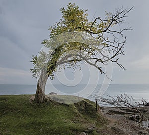 A lonely dog â€‹â€‹under a tree by the sea is waiting for its master
