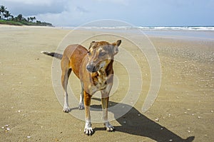 Lonely doggy on the beach in Goa, India