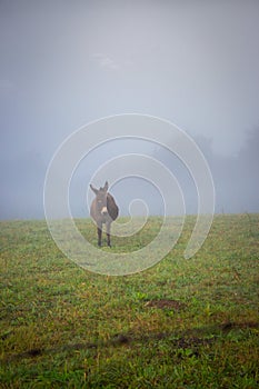 Lonely donkey in morning fog unfocused. Animal grazing in the meadow. Defocused donkey in misty haze. Countryside background.