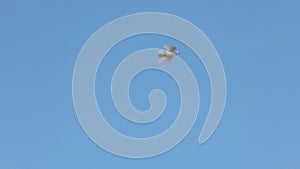 A lonely dove flies in the blue sky. The sky is clear and clean without clouds.